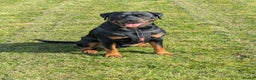 Rottweiler dogs for stud: Rottweiler for STUD only (not for sale/rehoming) - Advert 5