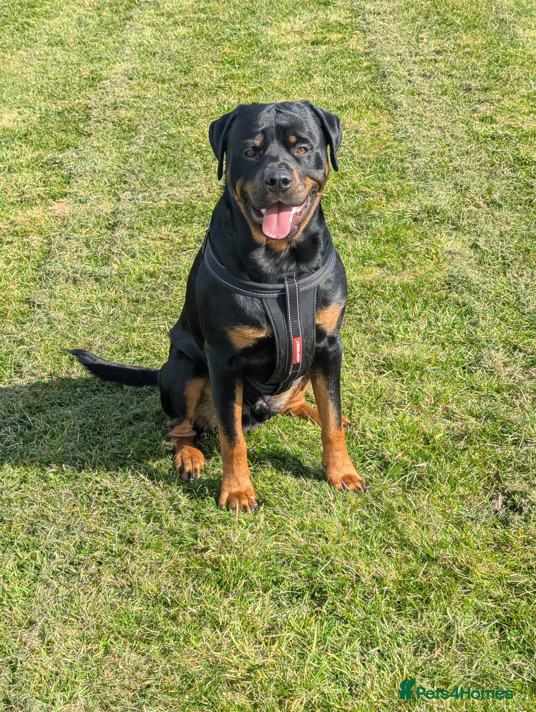 Rottweiler dogs for stud: Rottweiler for STUD only (not for sale/rehoming) - Advert 5