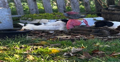 English Springer Spaniel dogs - Advert 10