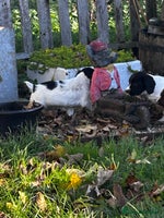 English Springer Spaniel dogs - Advert 8