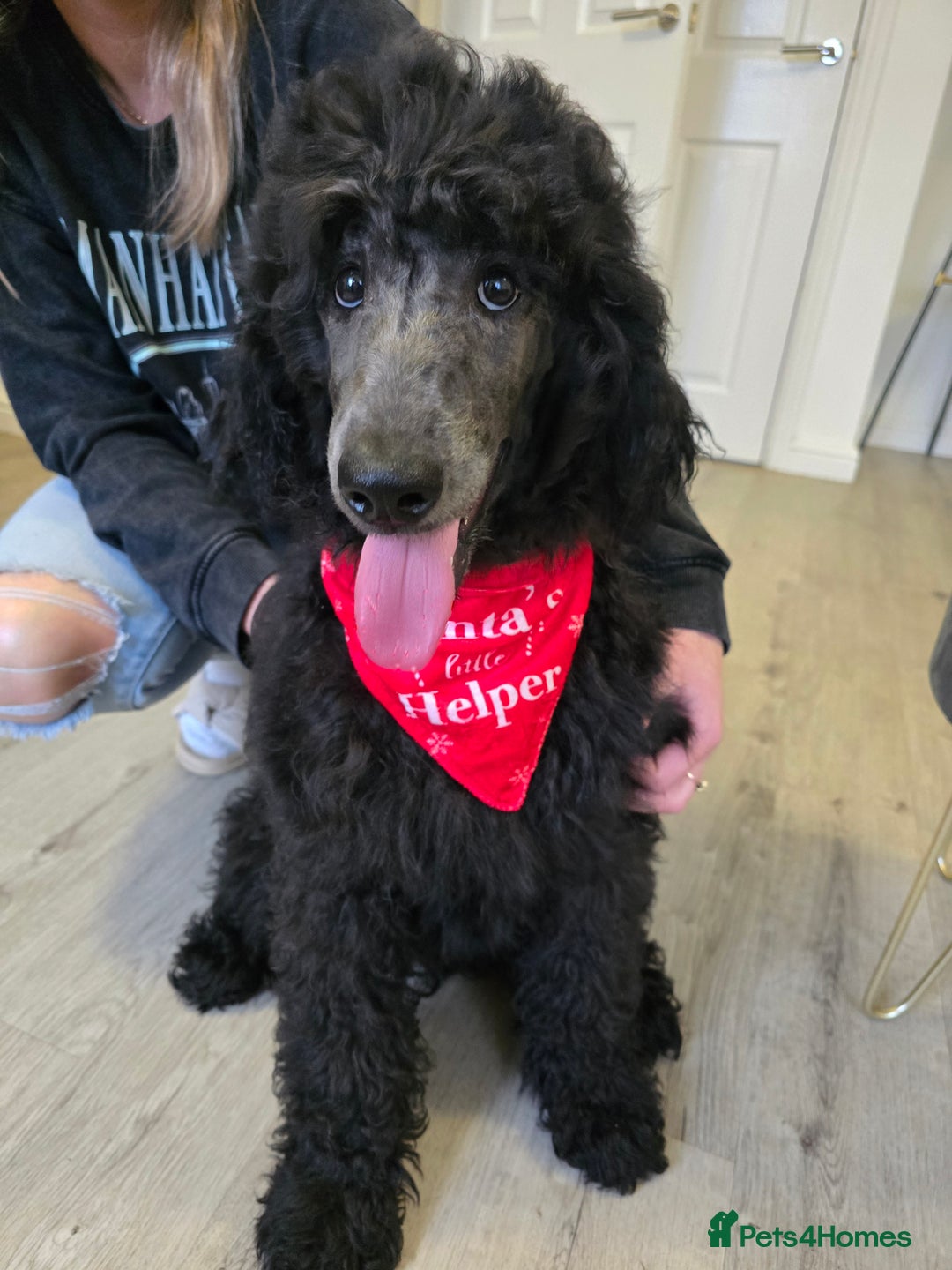 Standard Poodle dogs for sale: KC standard poodle Silver girl for sale ! - Advert 7