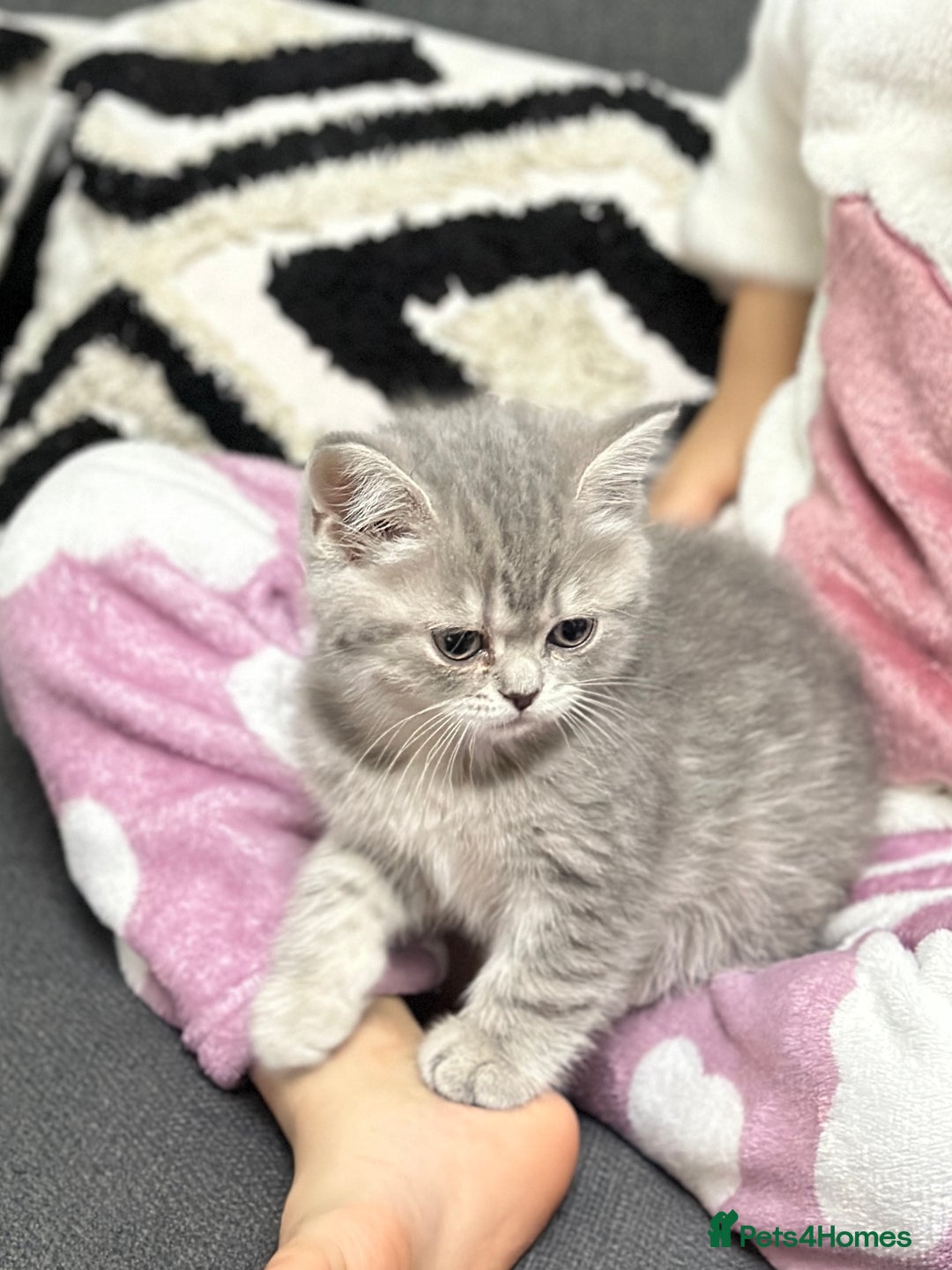 British Shorthair cats for sale: British Shorthair kittens  - Advert 41