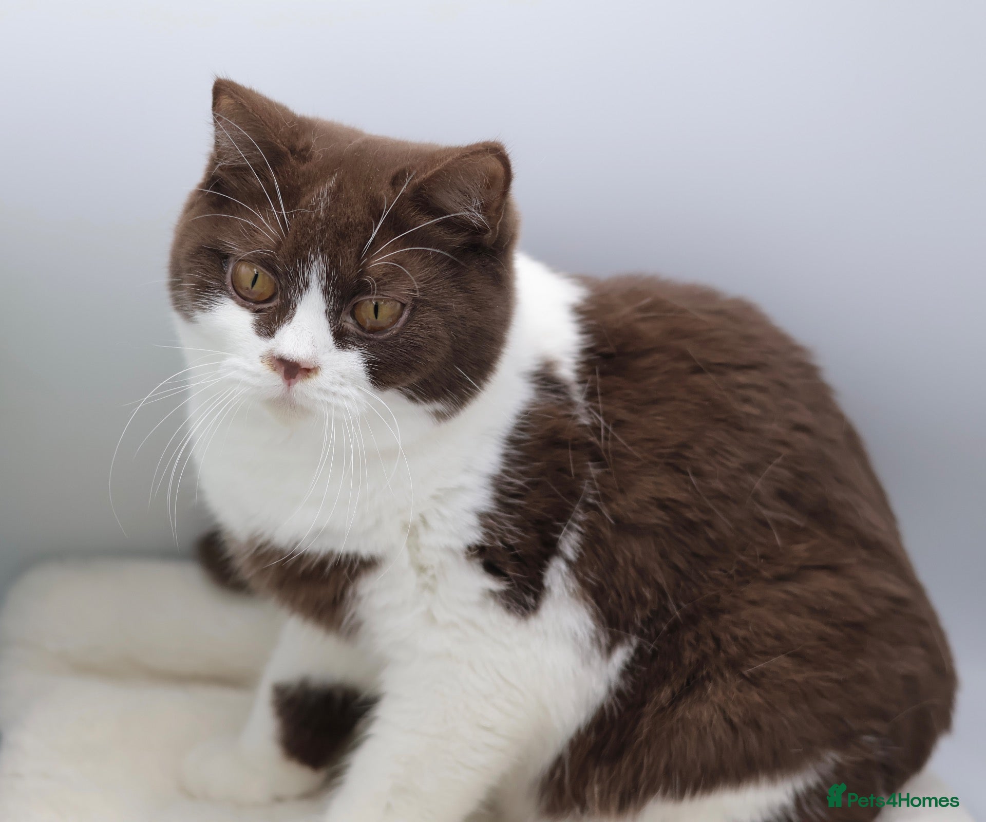 British Shorthair cats for sale: PEDIGREE REGISTERED CHUNKY BRITISH SHORTHAIRS - Advert 1