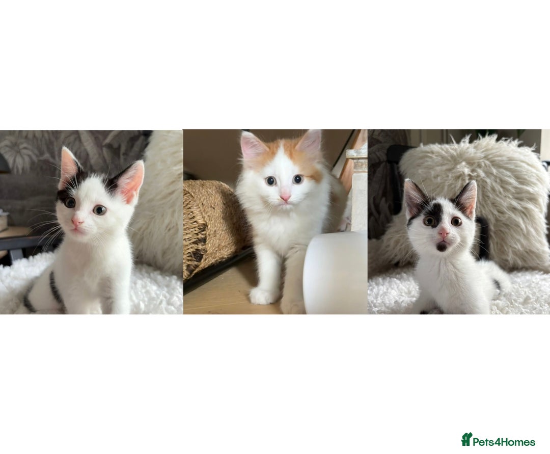 Domestic Shorthair cats for sale: three beautiful male kittens! in Newent - Image 1