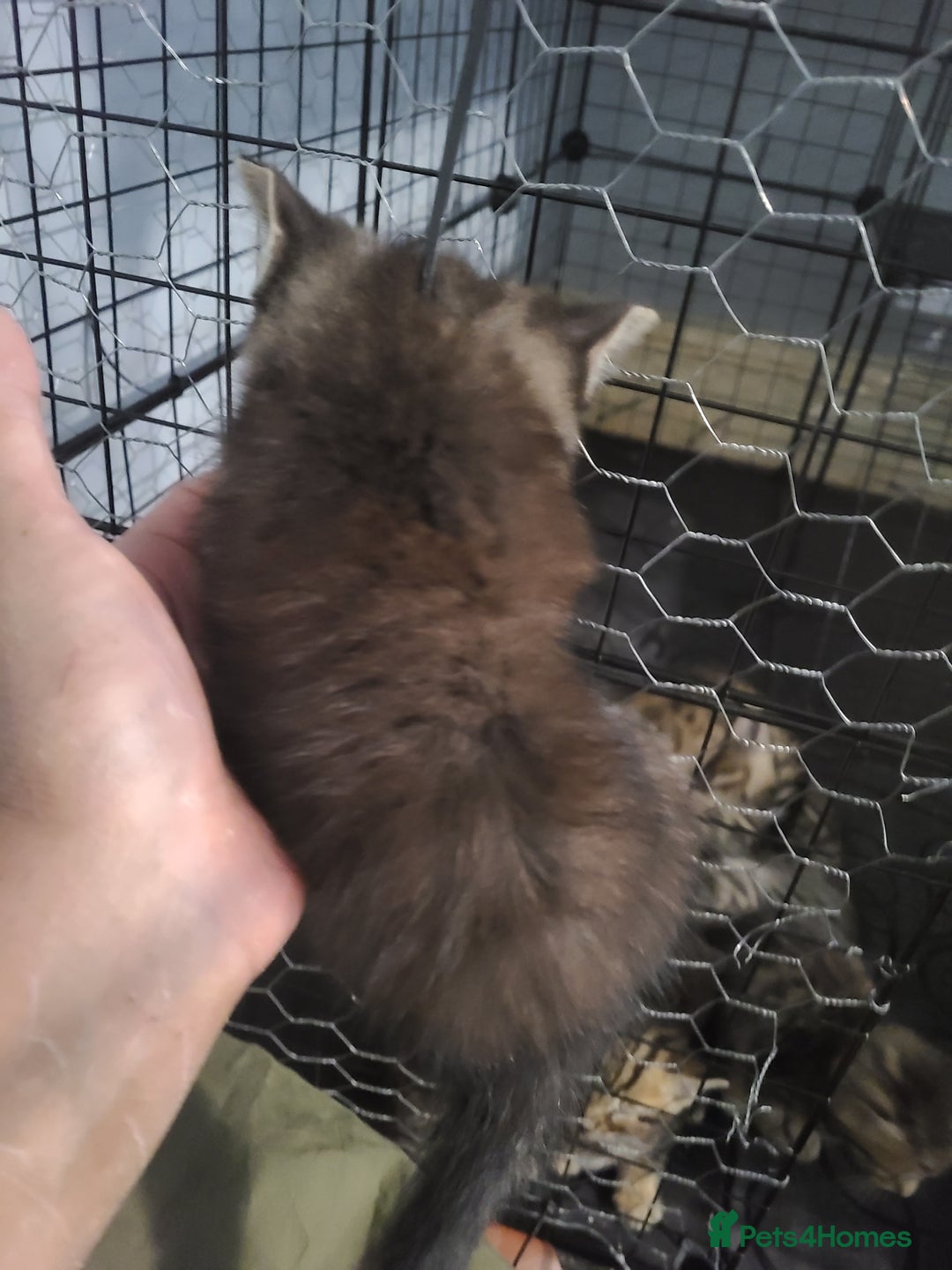Ragdoll cats for sale: Kittens for sale - Image 23