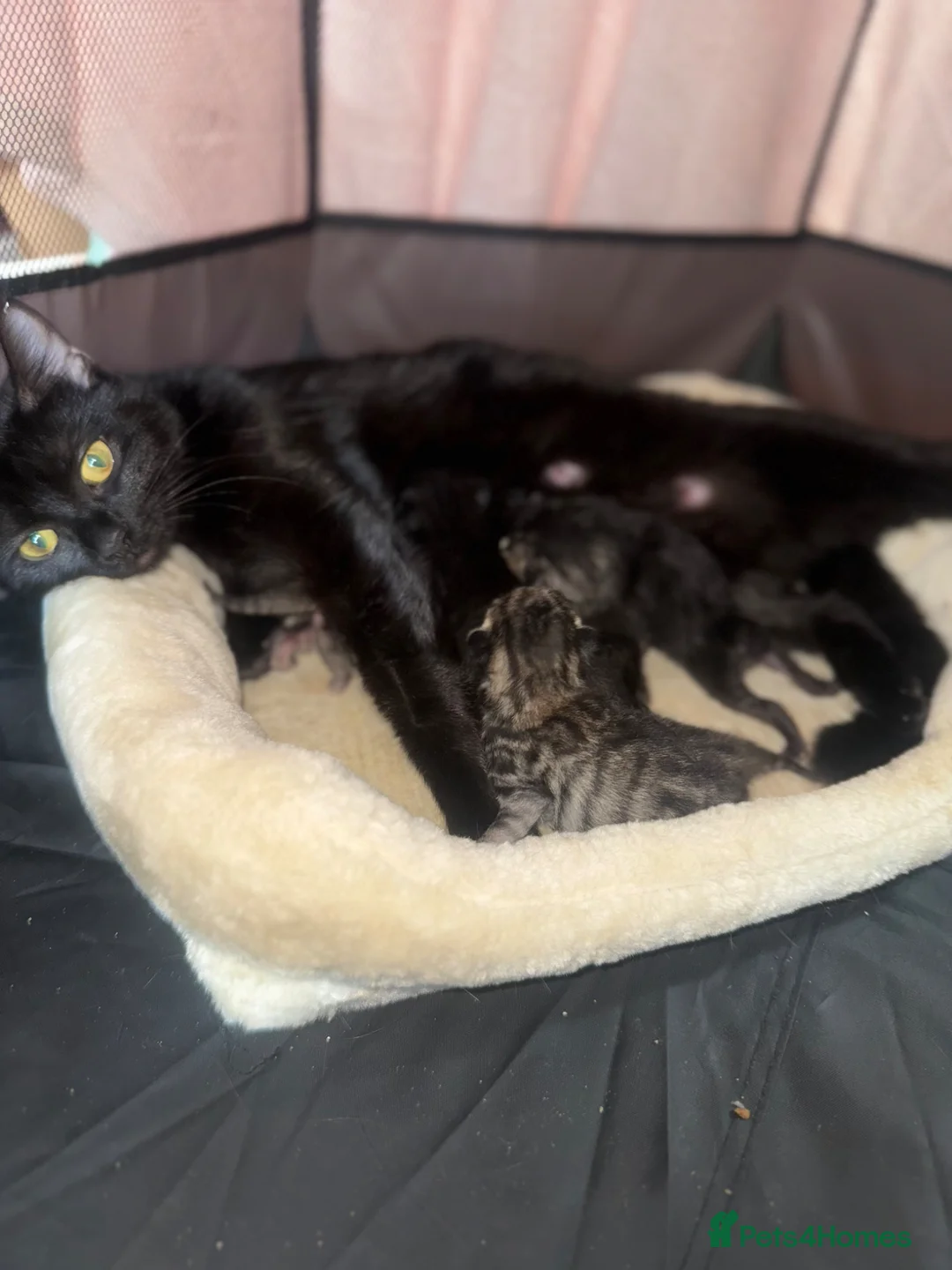 Domestic Shorthair cats for sale: 5 beautiful male kittens  - Advert 1