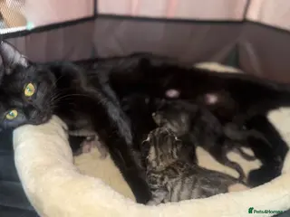 Domestic Shorthair cats 5 beautiful male kittens - Advert 1