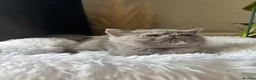 Exotic cats for sale: GCCF Registered blue cream exotic female   - Advert 2