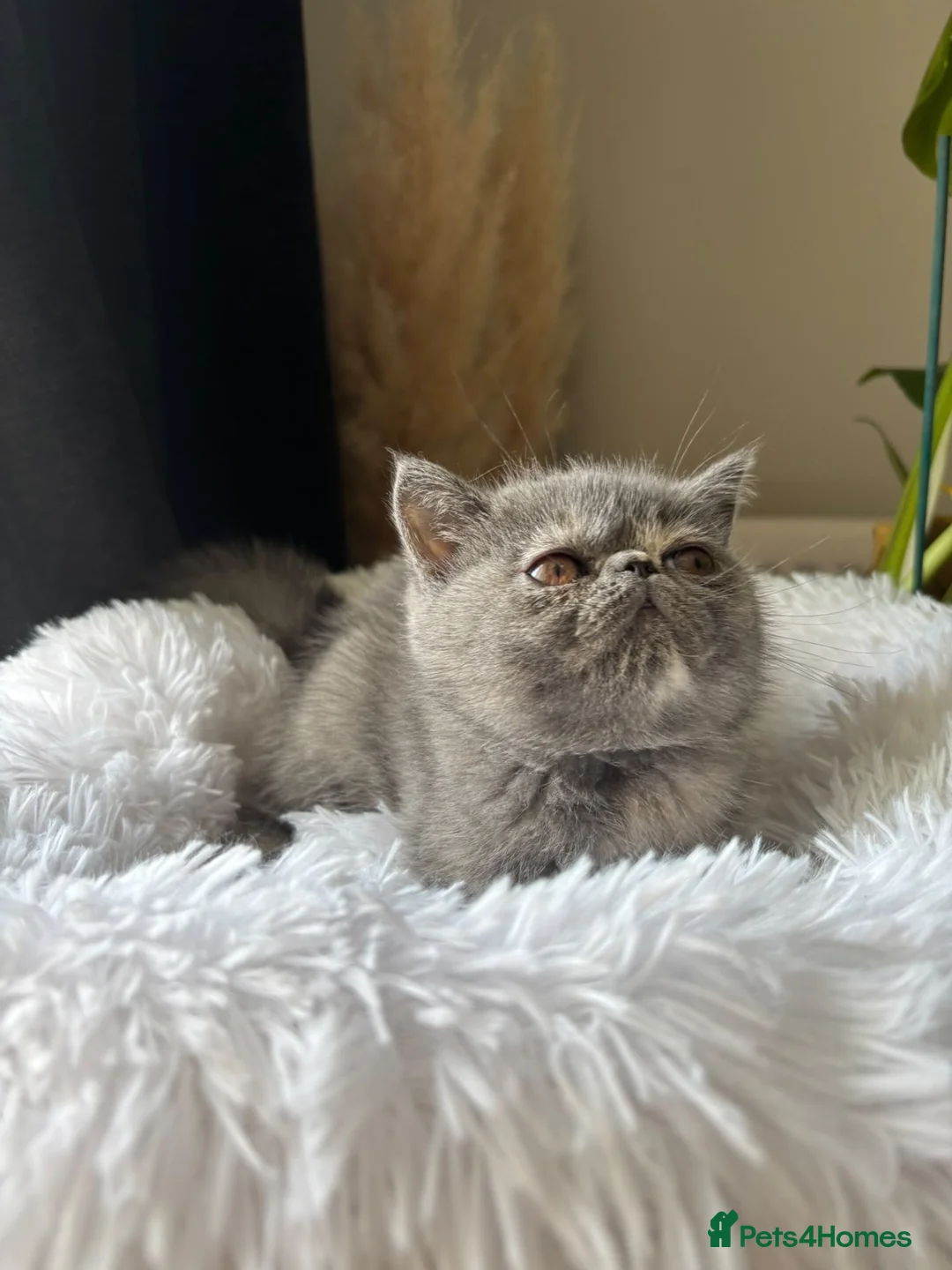 Exotic cats for sale: GCCF Registered blue cream exotic female   - Advert 2