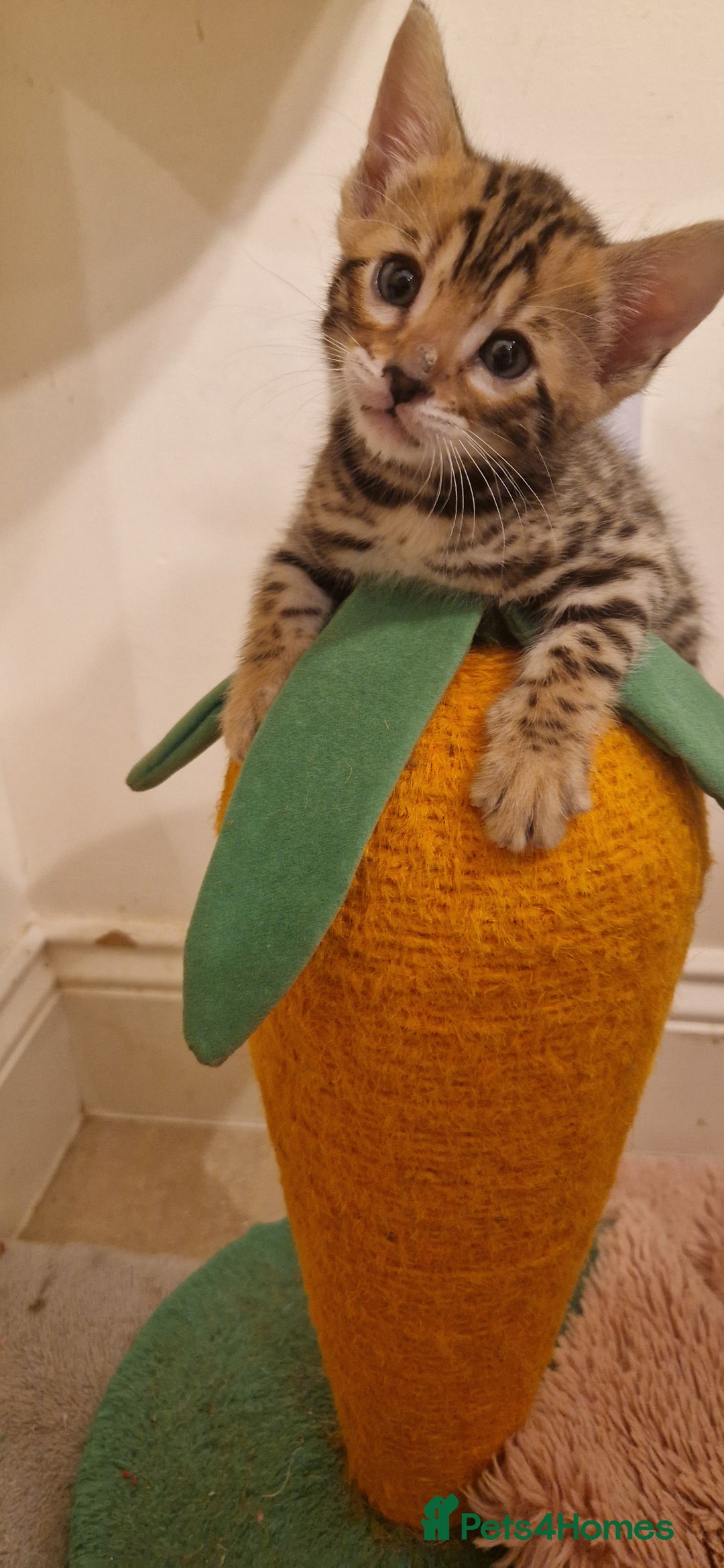 Bengal cats for sale: Amazing Bengal kittens 🥰 last boy left ❤️ in Corby - Image 14