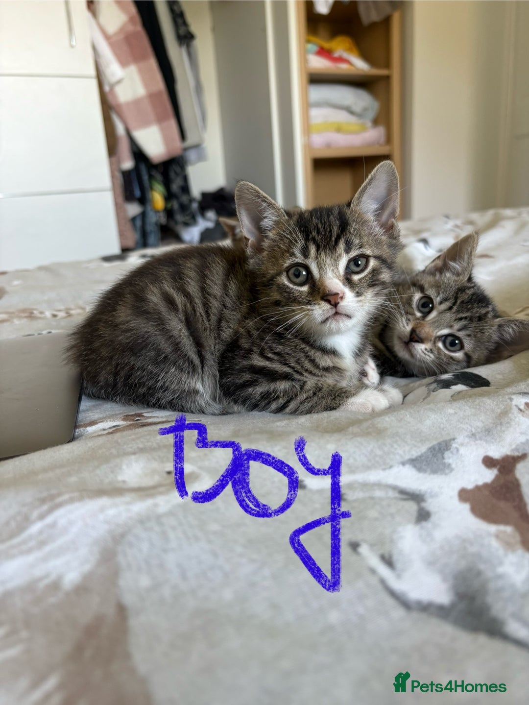Domestic Shorthair cats for sale: Lovely little tabby kittens - Image 4