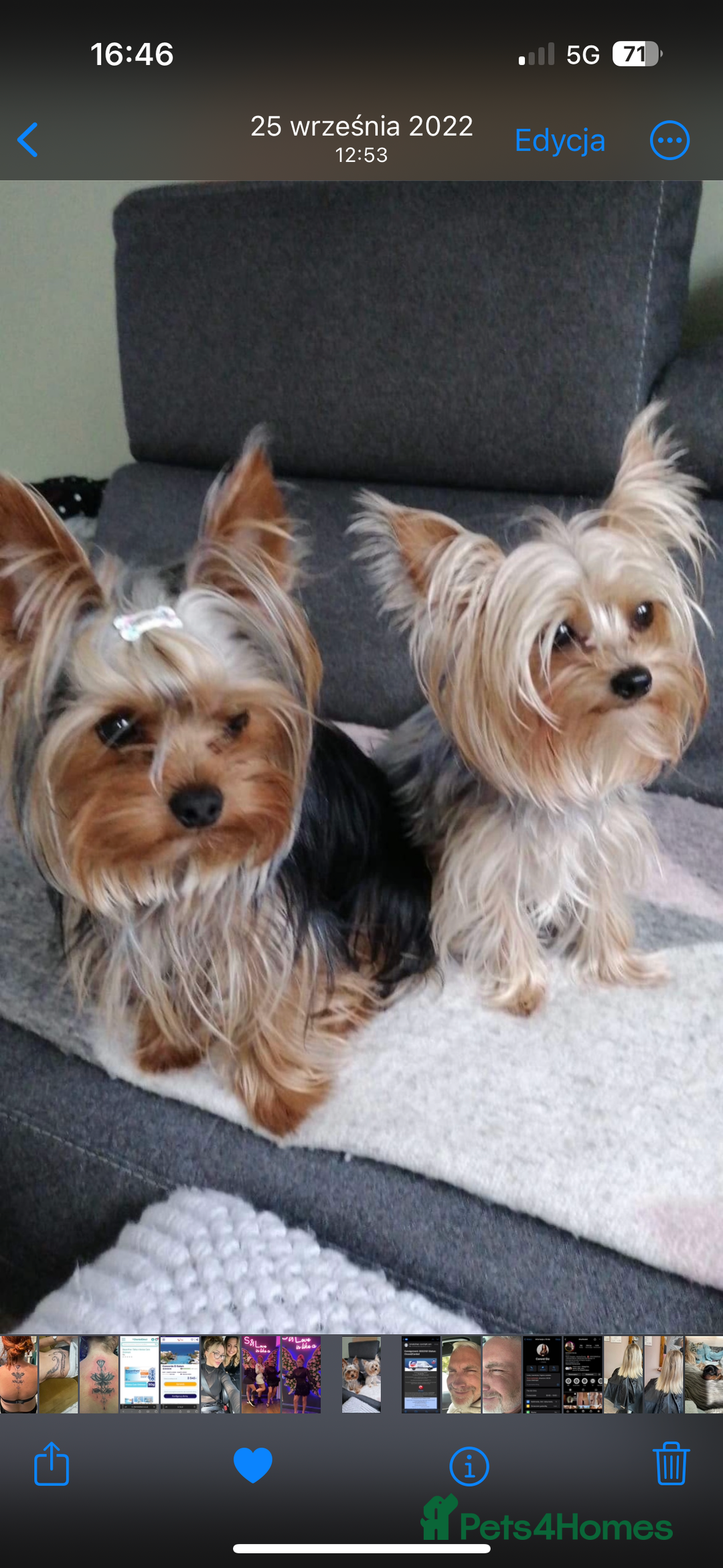 Yorkshire Terrier dogs for sale: 6 weeks 3 Miniature yorkshire terrier pupps - Advert 6
