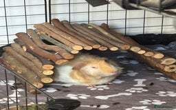 Guinea Pig rodents for sale: Geralt and Nugget  - Image 10