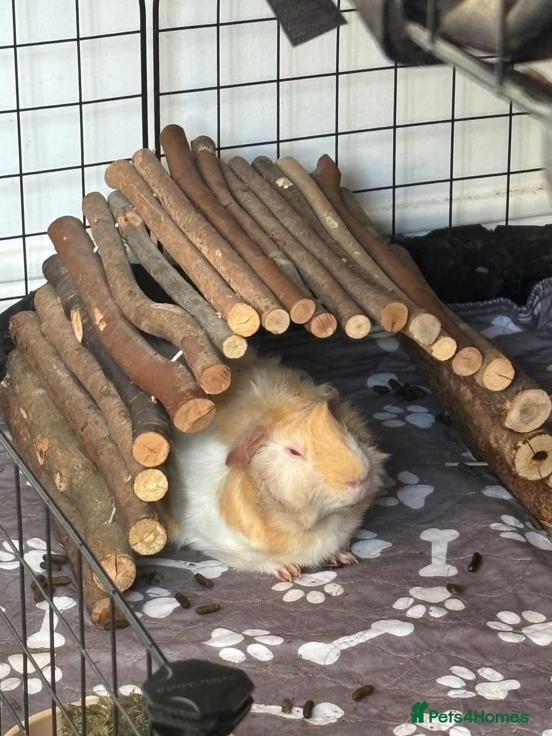 Guinea Pig rodents for sale: Geralt and Nugget  - Image 10