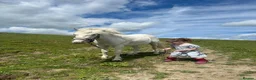 Other Breed horses for sale: Honest ad  in Selkirk - Advert 2
