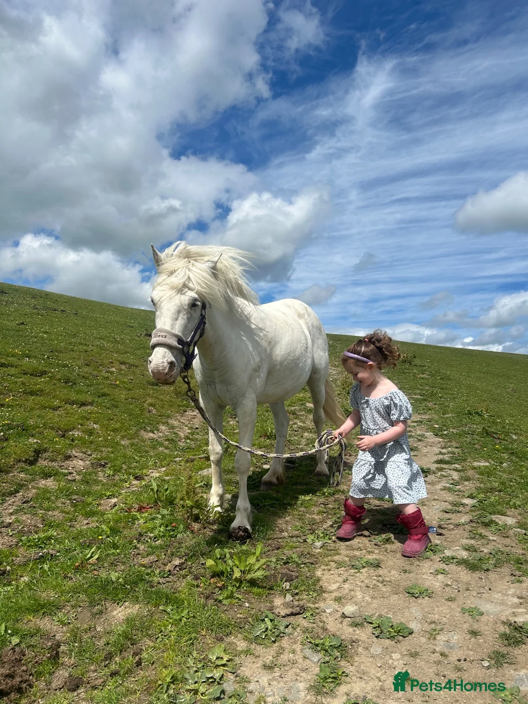 Other Breed horses for sale: Honest ad  in Selkirk - Advert 2