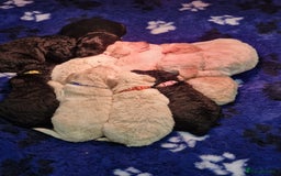 Goldendoodle dogs for sale: Quality goldendoodle puppies*4available,6reserved  - Image 34