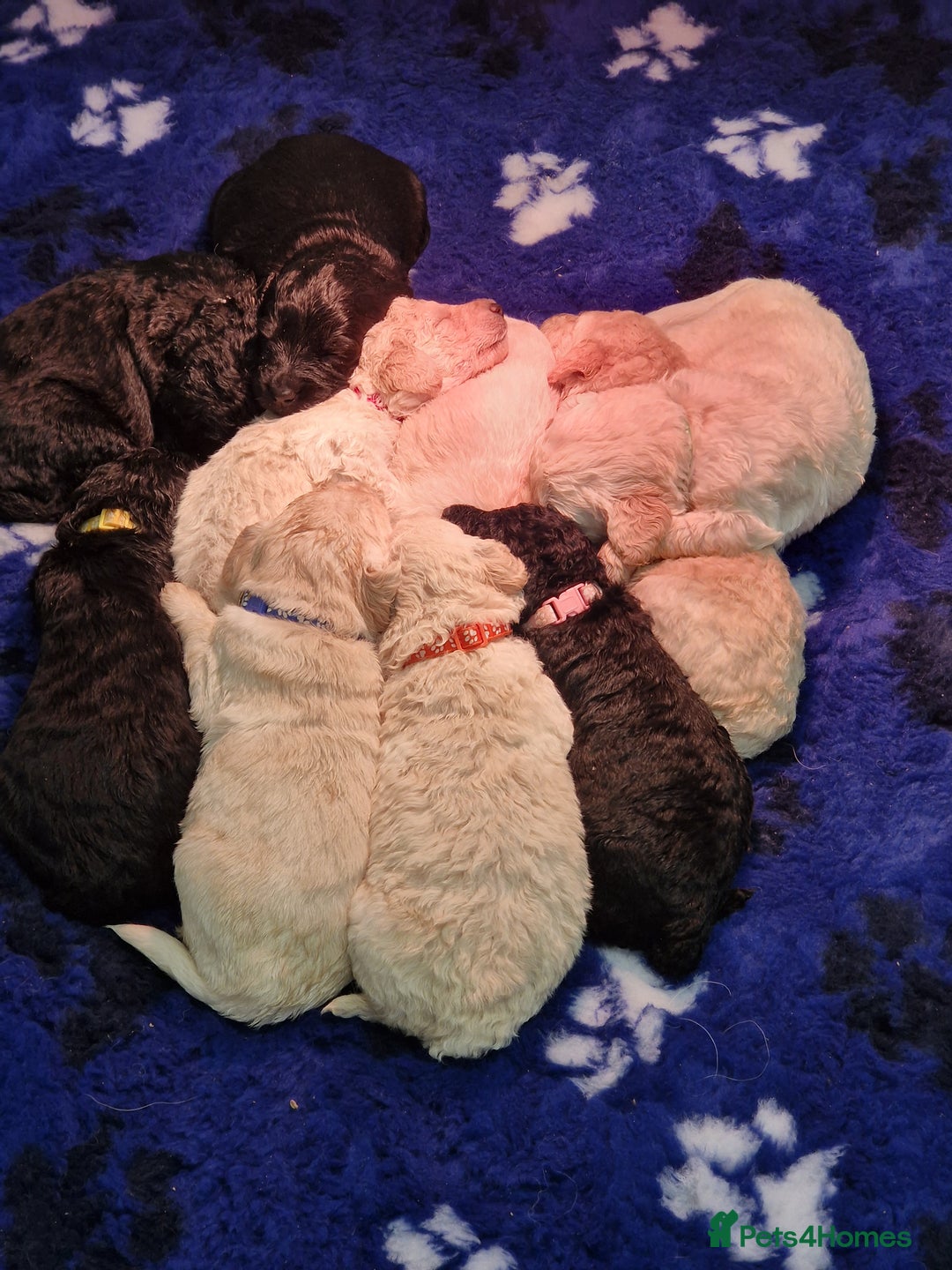 Goldendoodle dogs for sale: Quality goldendoodle puppies*4available,6reserved  - Image 34