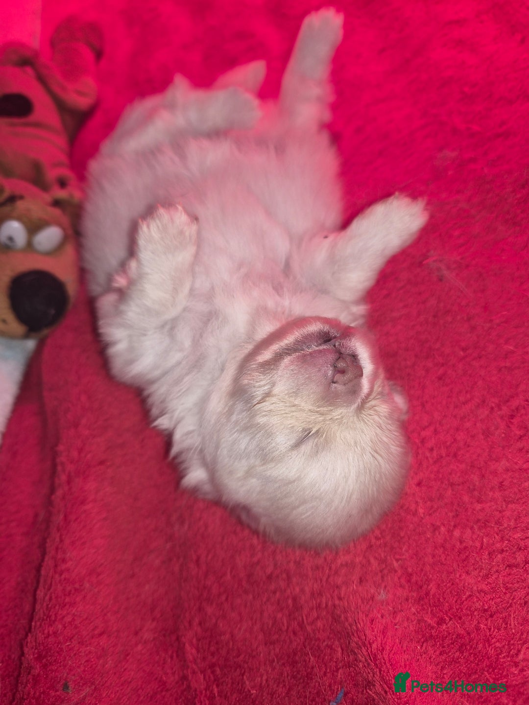 Pomeranian dogs for sale: Goergeos Pomeranian Puppy's💙❤️ - Advert 19