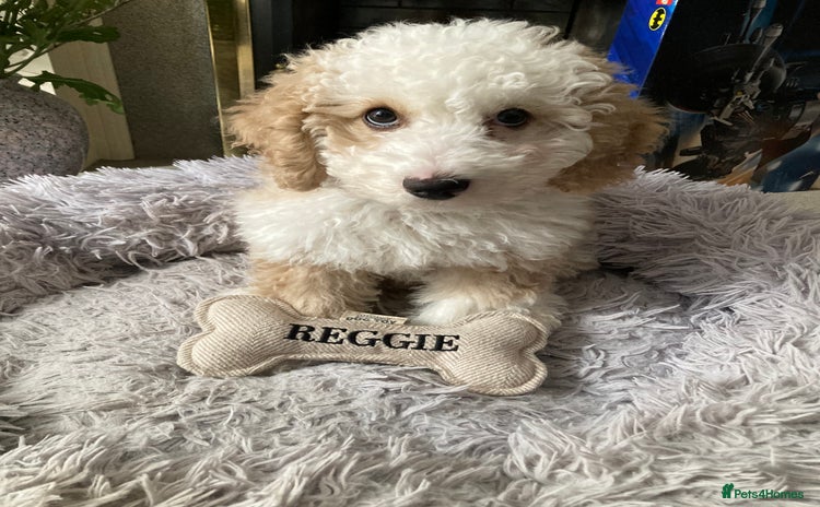 Cockapoo dogs - Advert 8