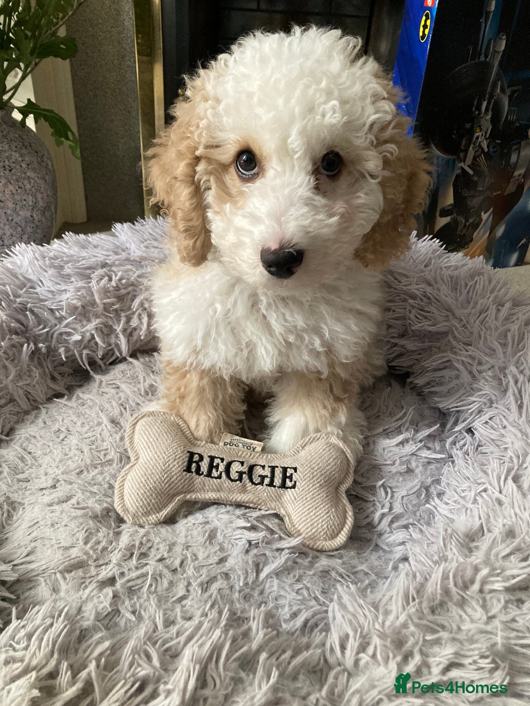 Cockapoo dogs for sale: Older Puppy for rehoming - Image 1