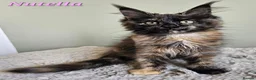 Maine Coon cats for sale: Beautiful Maine Maine Coon Girls ❤️ - Advert 10