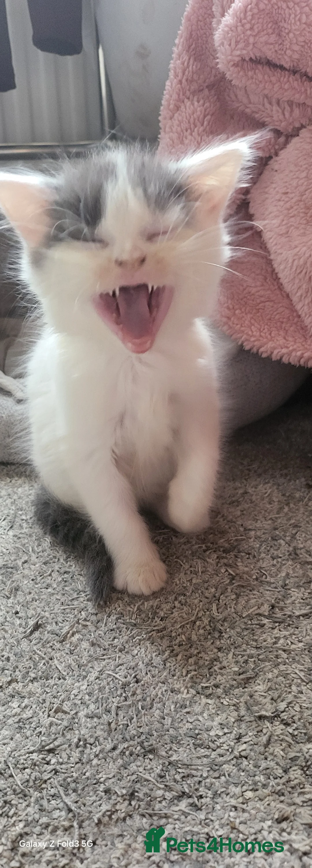 Mixed Breed cats for sale: Kittens  - Advert 2