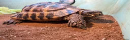 Hermann Tortoise reptiles for sale: Two male Herman tortoises  in Portsmouth - Advert 11