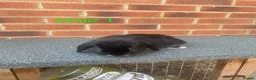 French Lop rabbits for sale: French lop  - Advert 2