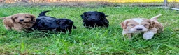 Cockapoo dogs for sale: Licensed breeder, health tested F1 cockapoos - Advert 6