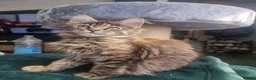 Maine Coon cats for sale: LAST TICA reg. female  - Advert 15