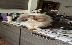 Persian cats for sale: Catss - Image 2