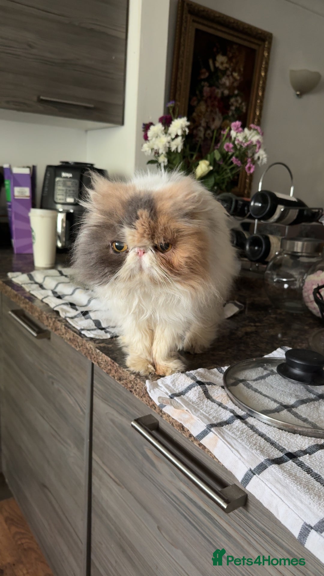 Persian cats for sale: Catss - Image 2