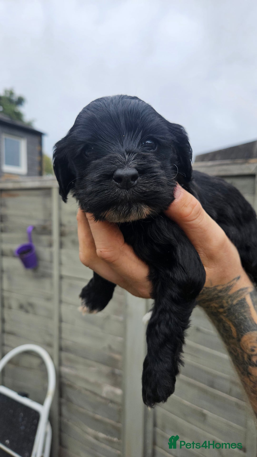 Cockapoo dogs for sale: Cockerpoo puppy last girl left  - Image 12