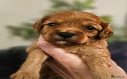 Cavapoo dogs for sale: Exceptional Quality F1 Cavapoos - Advert 13