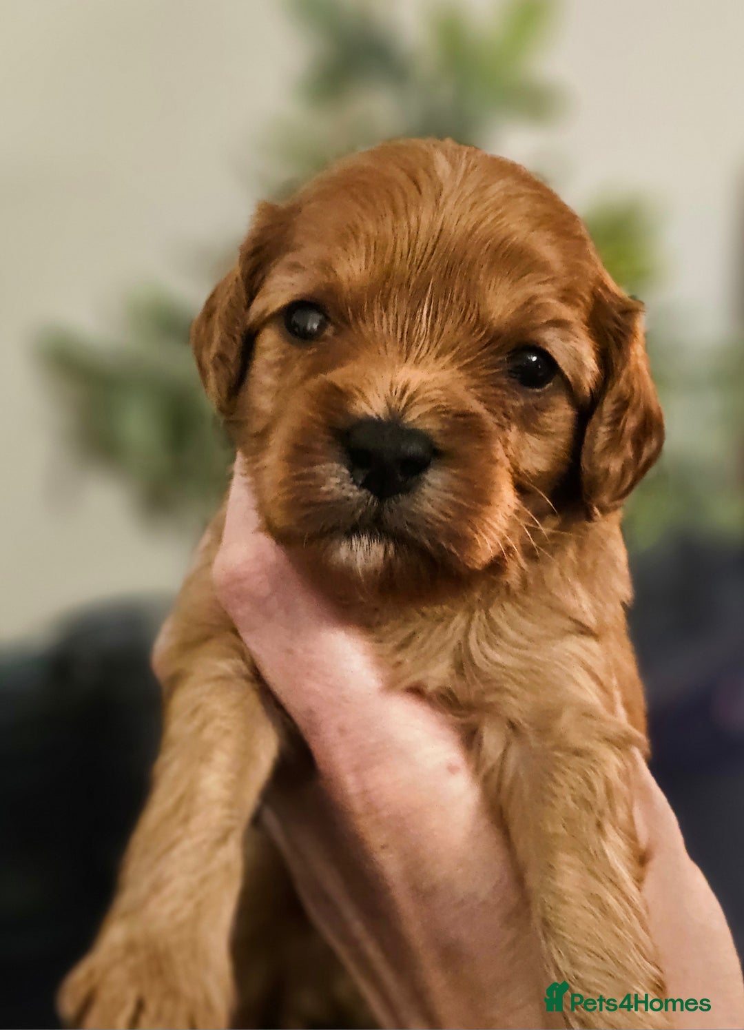 Cavapoo dogs for sale: Exceptional Quality F1 Cavapoos - Advert 13