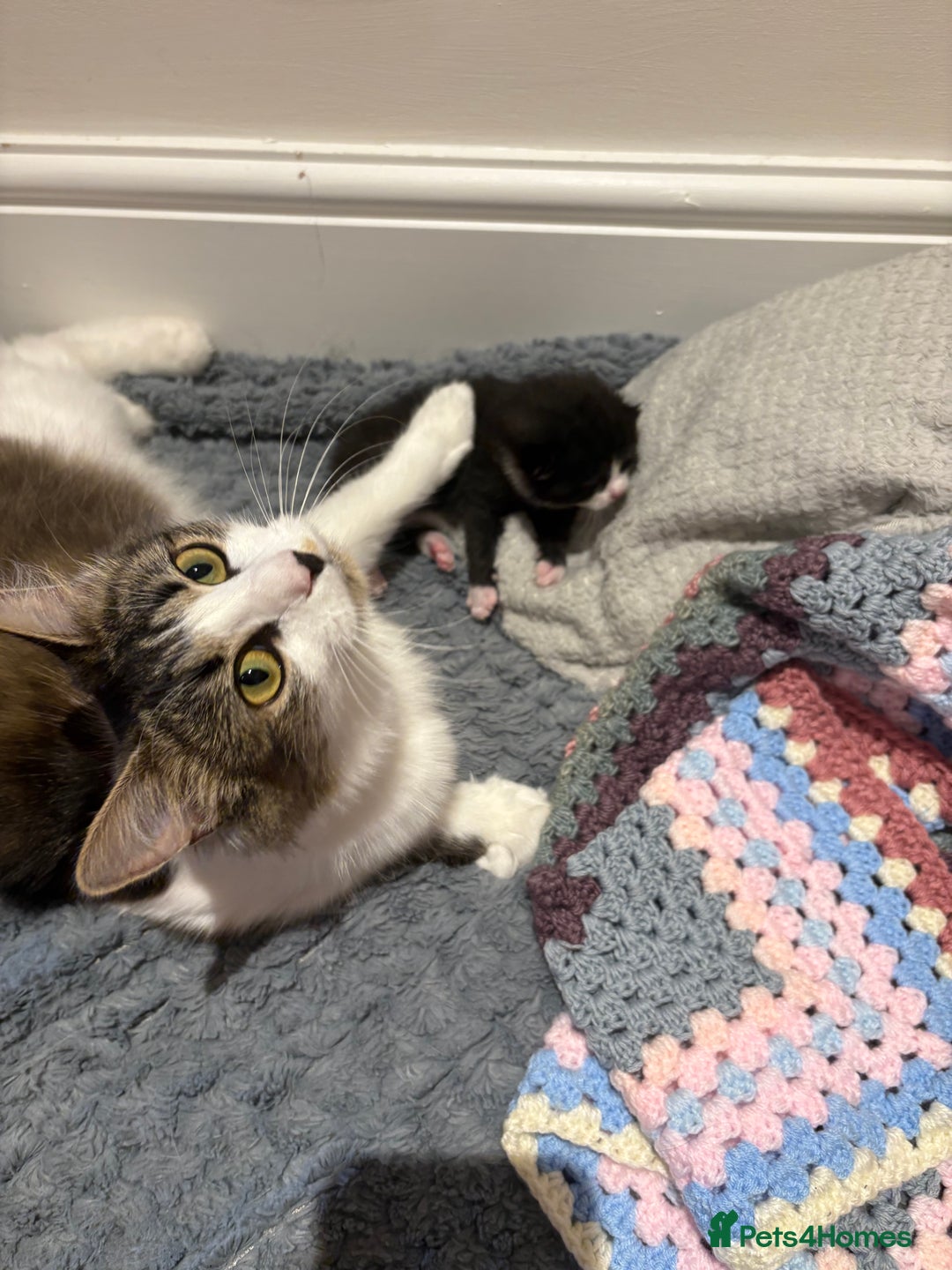Mixed Breed cats for sale: Little boy cross breed  - Image 8