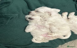 Mixed Breed dogs for sale: Mixed puppies for sale - Image 12