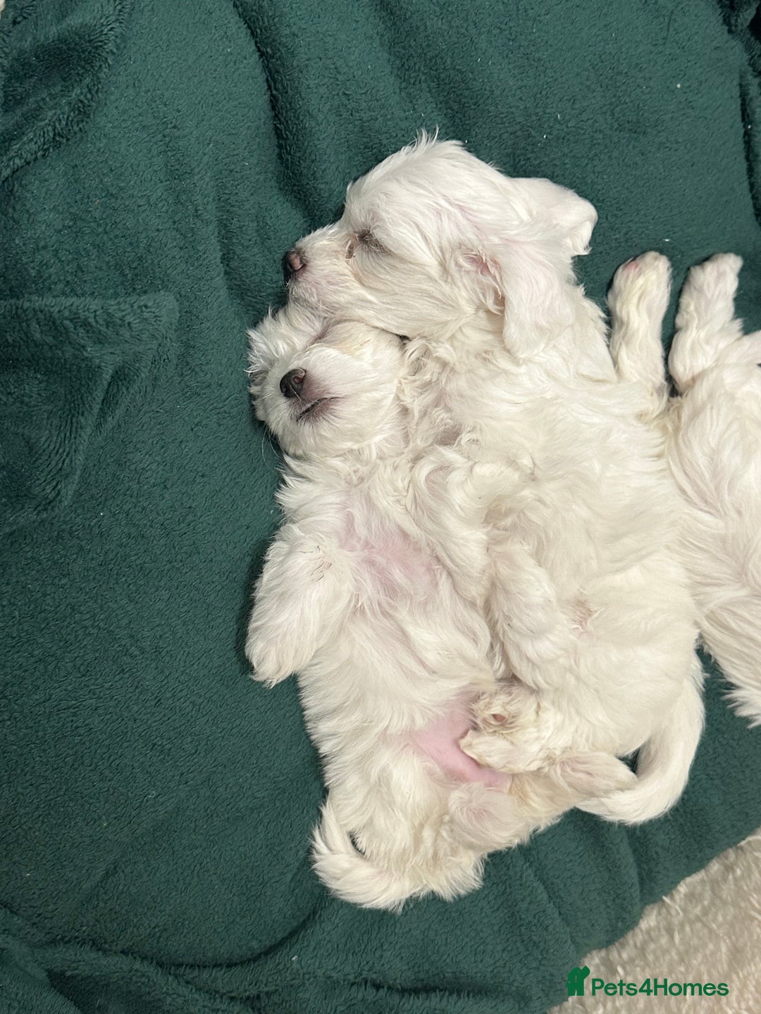 Mixed Breed dogs for sale: Mixed puppies for sale - Image 12