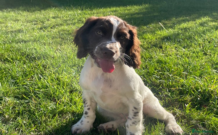 English Springer Spaniel dogs - Advert 9