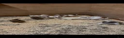 Jack Russell dogs for sale: Jack Russell puppies  - Advert 2