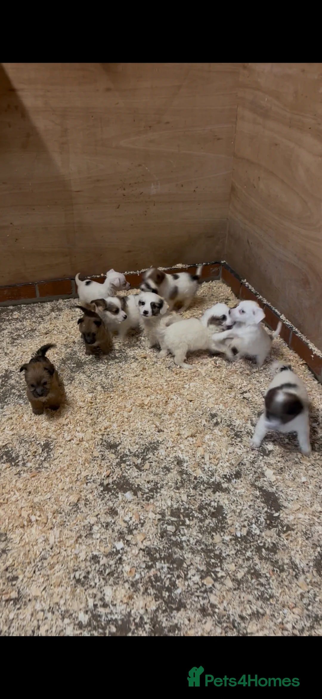 Jack Russell dogs for sale: Jack Russell puppies  - Advert 2
