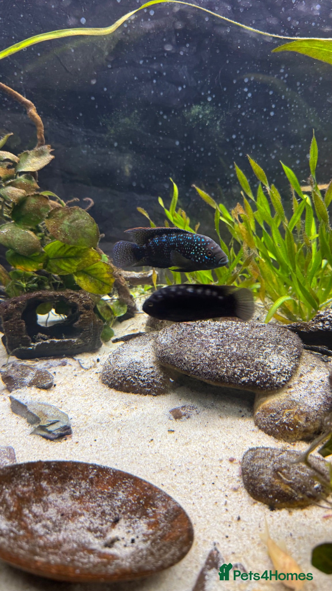 Cichlids fish Baby Jack Dempsey  - Advert 9