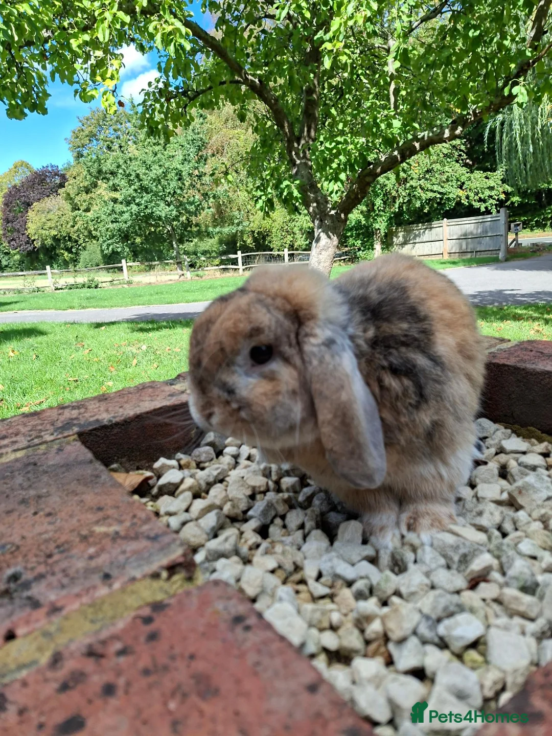 Mini Lop rabbits for sale: Mini lop rabbit - Advert 6