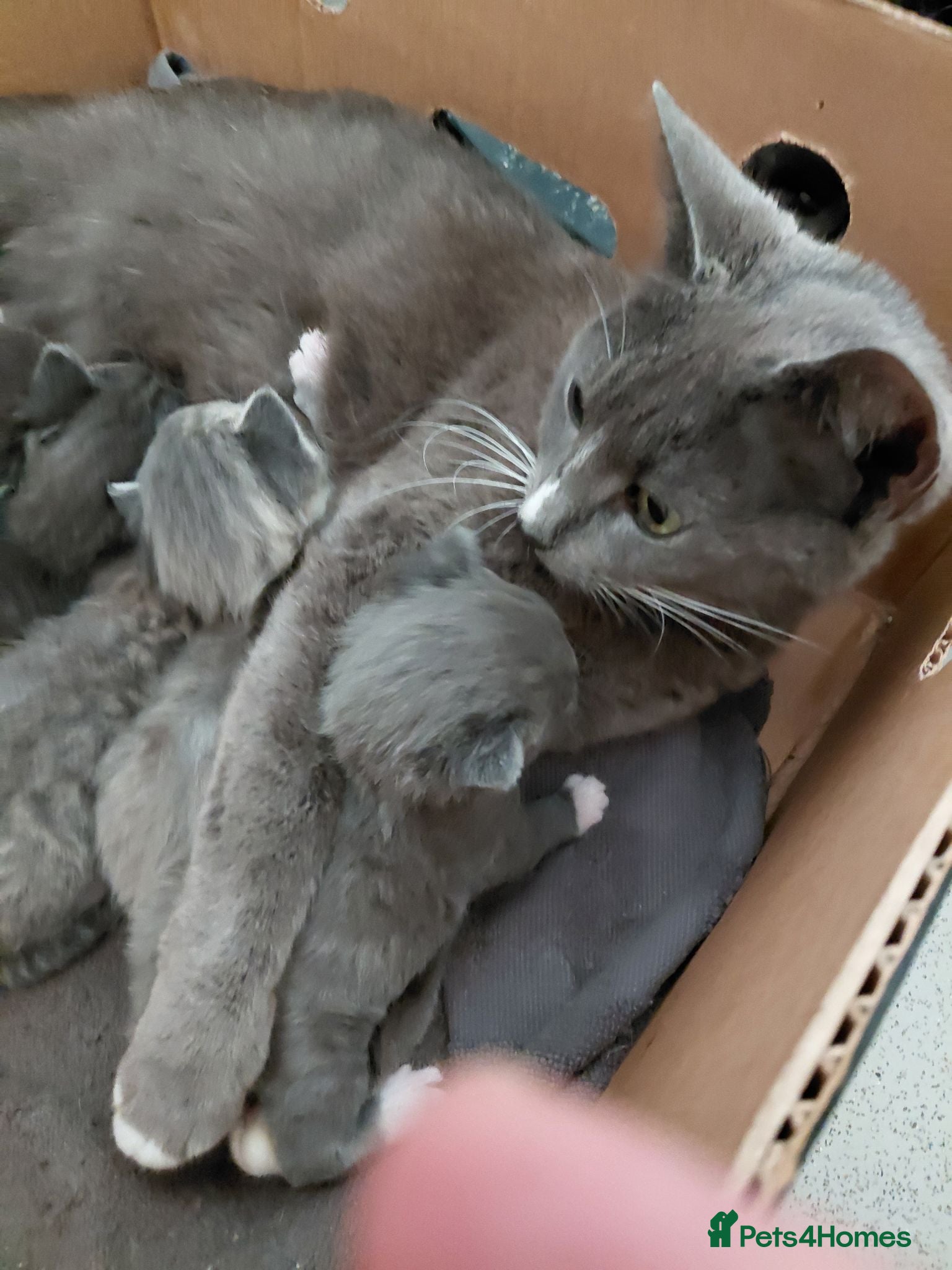 Mixed Breed cats Beautiful grey kittens - Advert 2