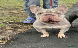 French Bulldog dogs for sale: Outstanding French Bulldog Puppies – KC - Image 2