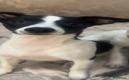 Mixed Breed dogs for sale: Wipet  - Image 2