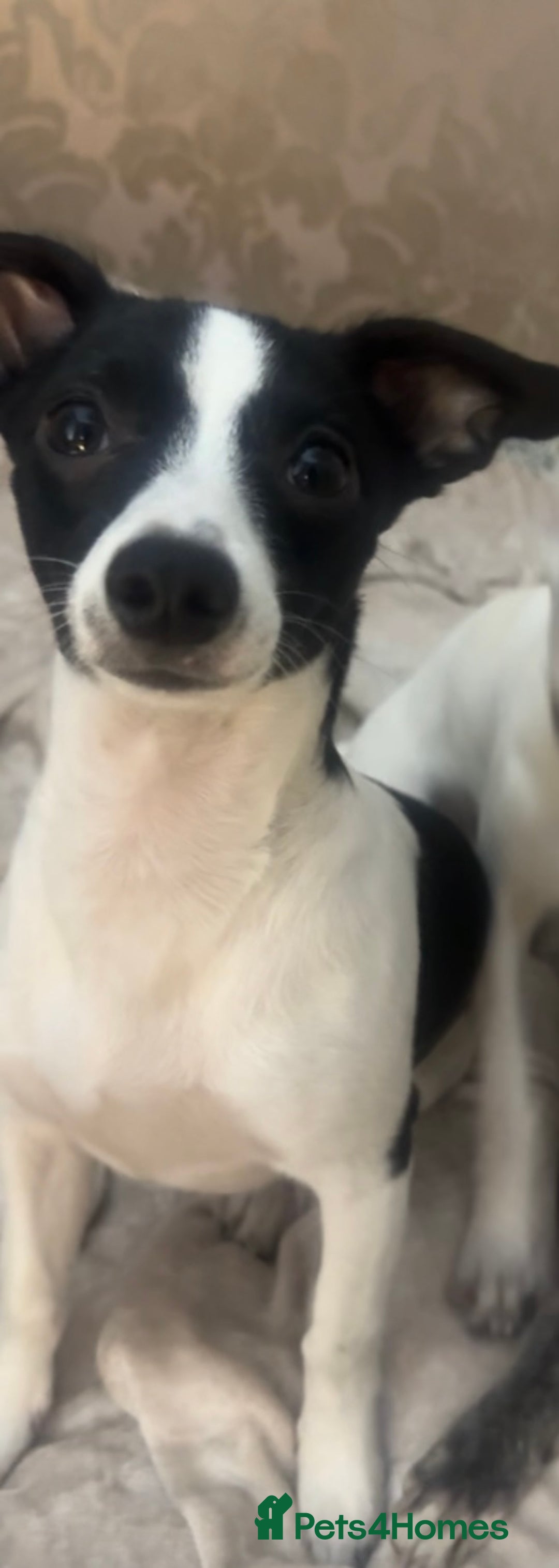 Mixed Breed dogs for sale: Wipet  - Image 2