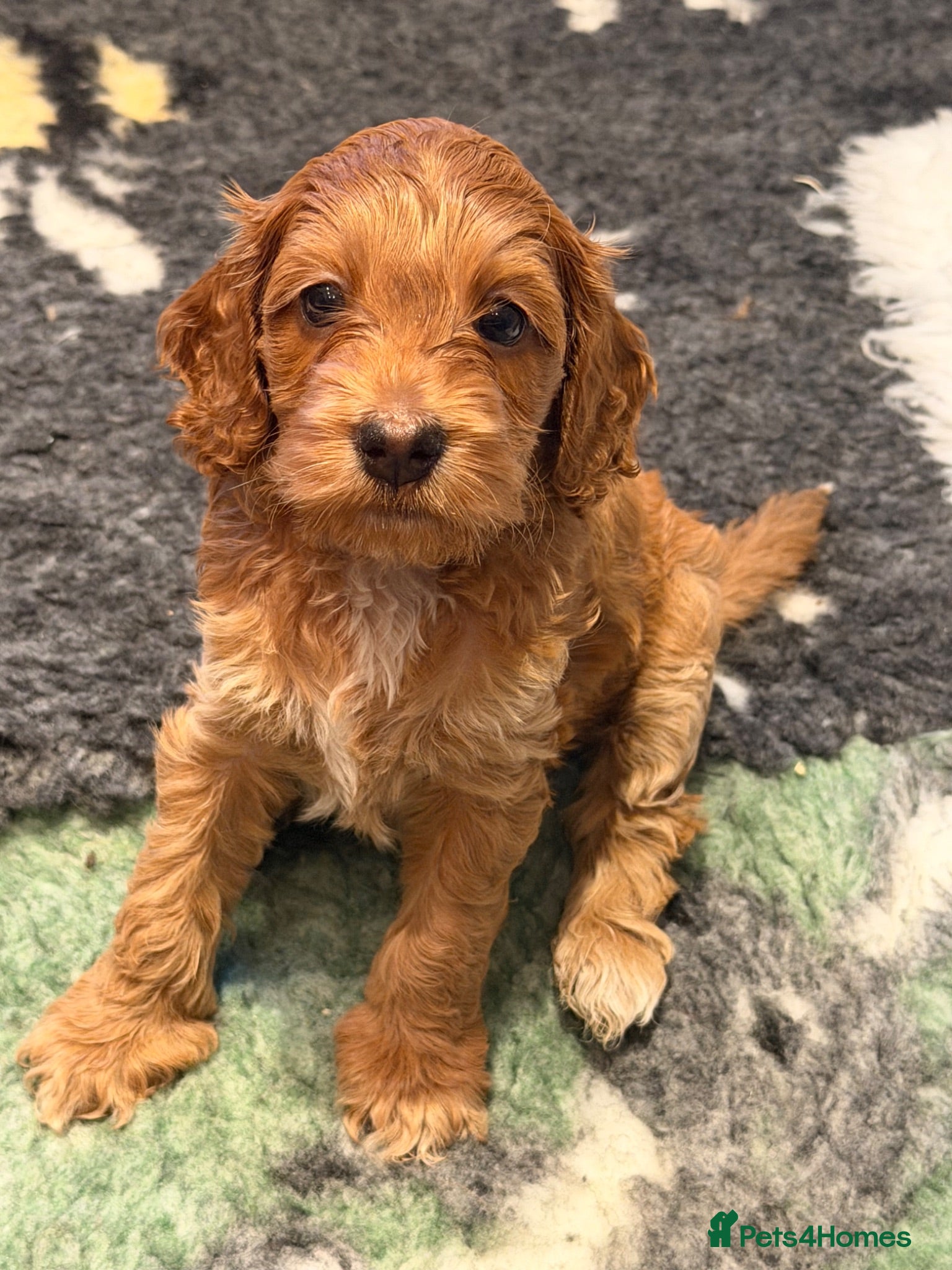 Mixed Breed dogs Beautiful Miniature Austrailian Labradoodle pups - Advert 2