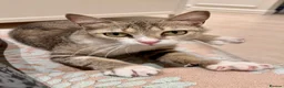 Mixed Breed cats for adoption: Special Female Cat for Indoor Only Adoption - Advert 3